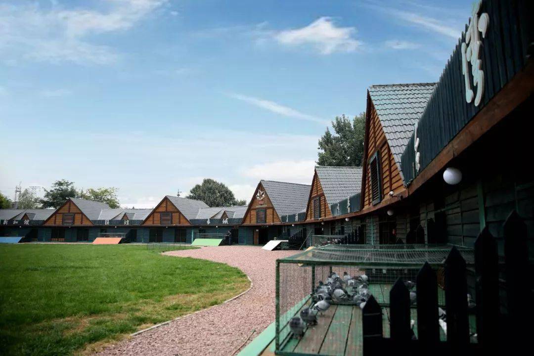 压指定鸽的小窍门!_鸽子