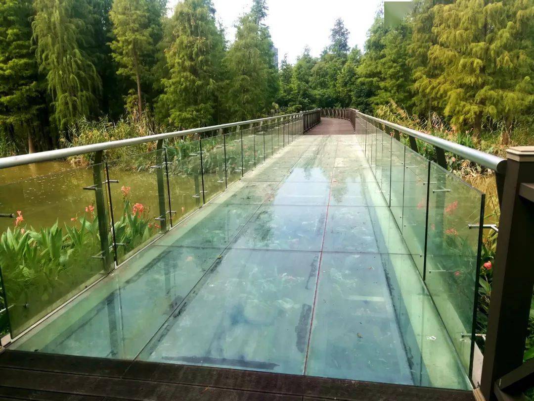 观鸟赏花,逛玻璃栈道……番禺这个地方即将"刷爆"朋友圈_湿地