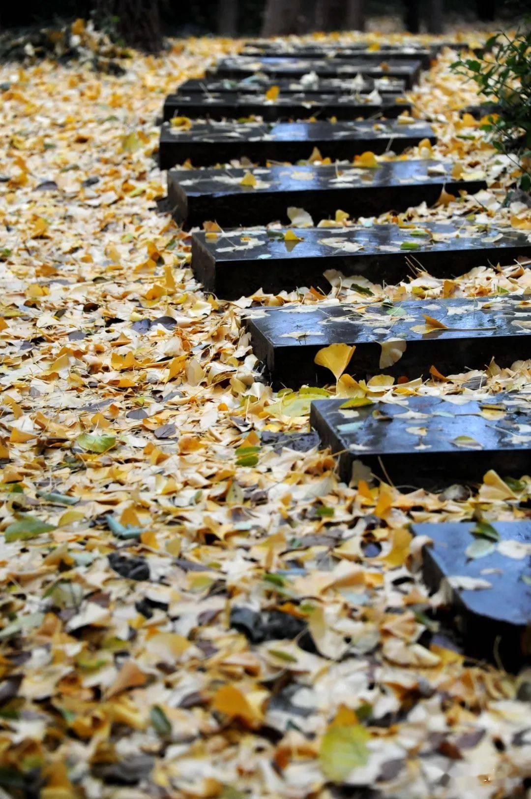 濟南颳風又下雨這裡落英又繽紛