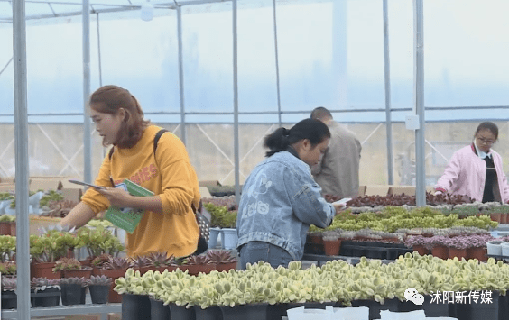 沭阳耿圩镇淮西村软萌多肉开出致富花