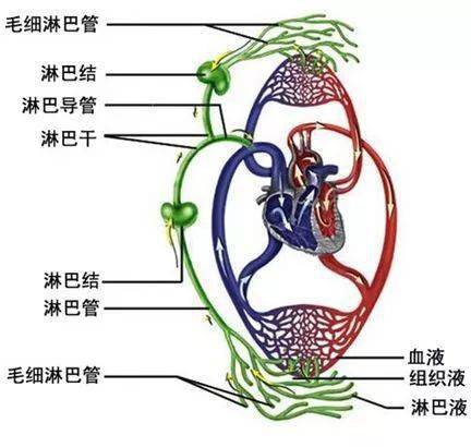 为什么说人体三处淋巴决定你的健康?答案惊人!