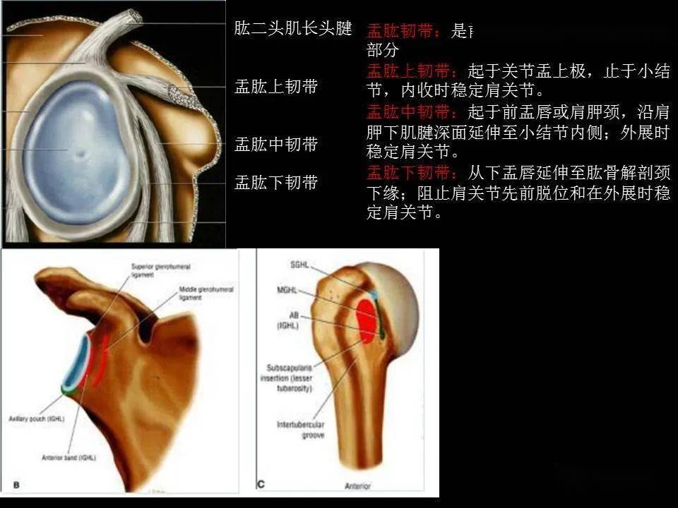 肩关节mri解剖肩袖损伤诊断技巧