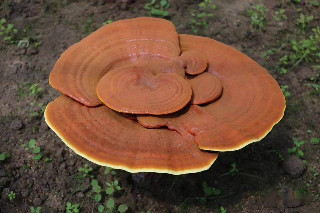 灵芝可以预防的10大疾病