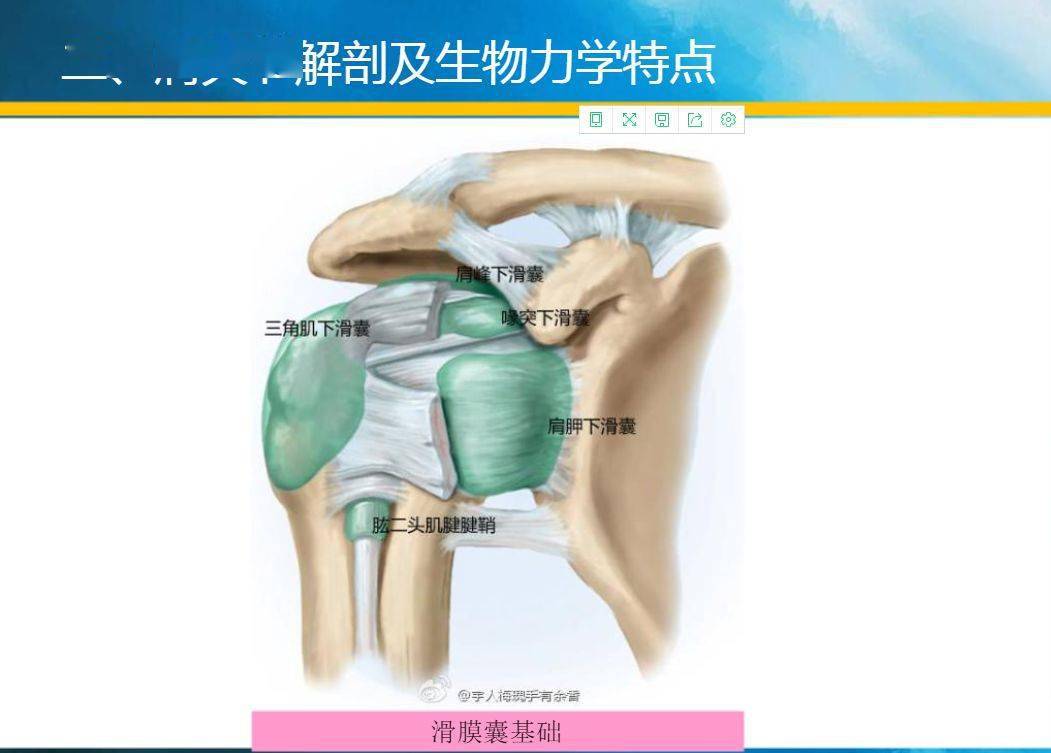 肩胛下肌囊图片