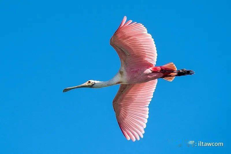 长着匙状大嘴的涉禽-琵鹭
