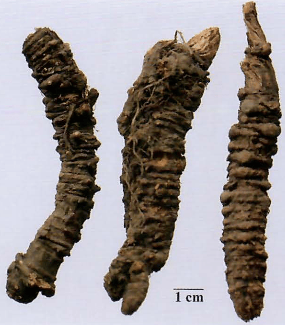 67每日一药-羌活