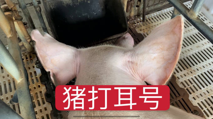 你见过给猪打耳号吗小焦手把手教你打耳号认耳标来学习一下