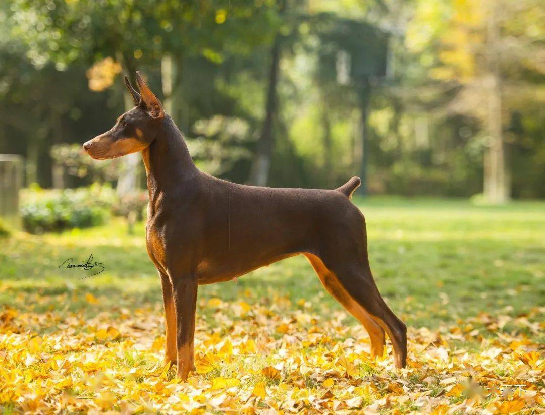 傲视写真杜宾双后19日当天拍摄铂金犬舍繁殖当家花旦两条