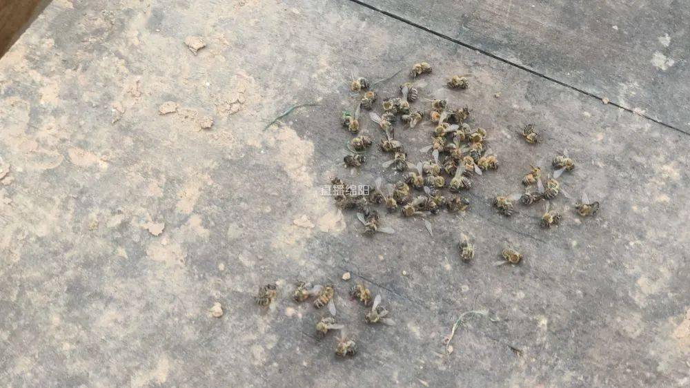 安州:蜜蜂大量死亡 蜂农怀疑同行投毒 67