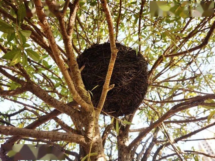 宣威地景公园树上的鸟窝