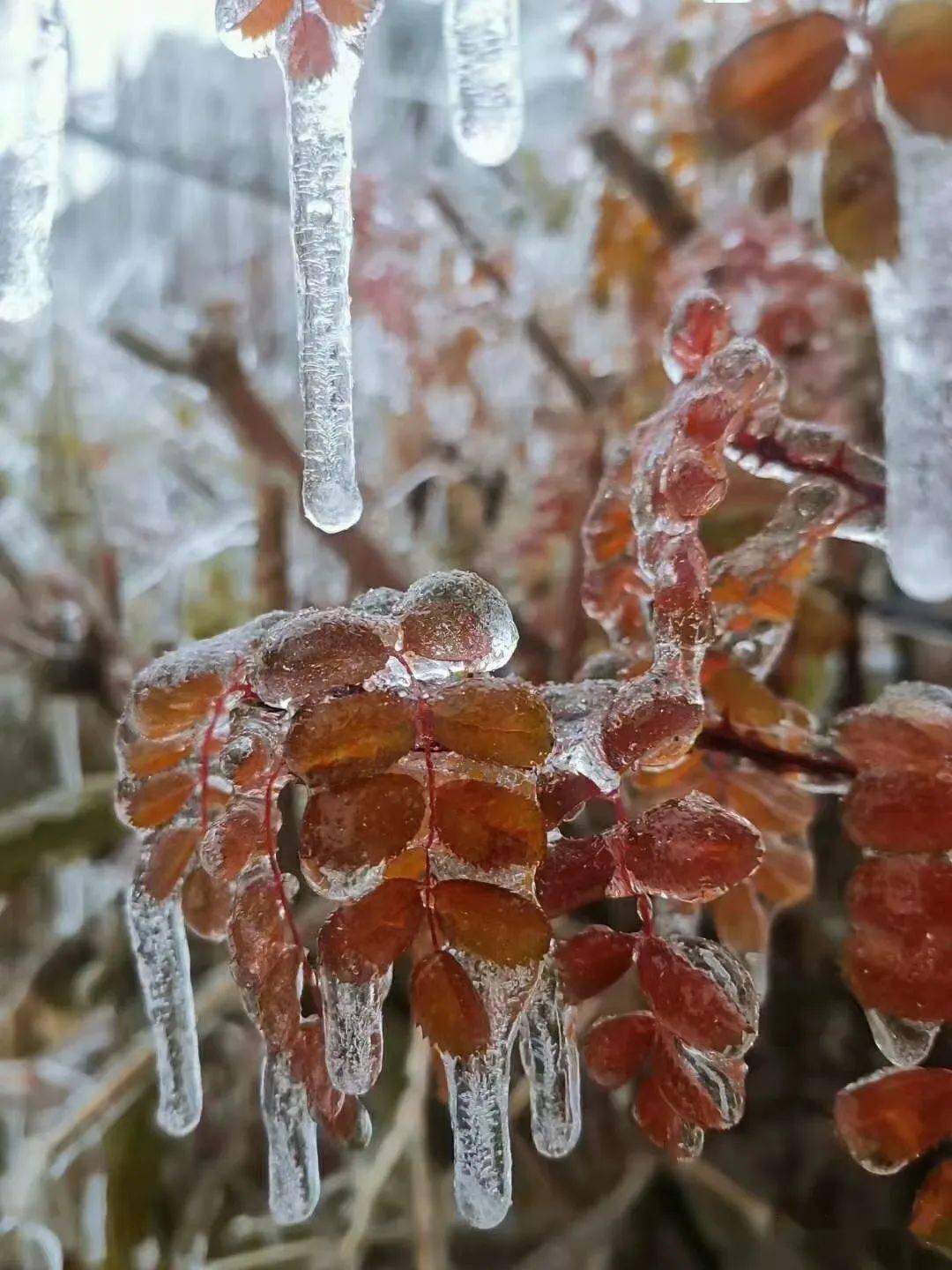 罕见冻雨如怪兽袭击,长春一夜回到冰河时代!