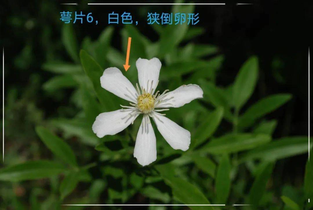 药师说药一口吞下去铁剑软如绵房山区中医药传统知识普查之棉团铁线莲