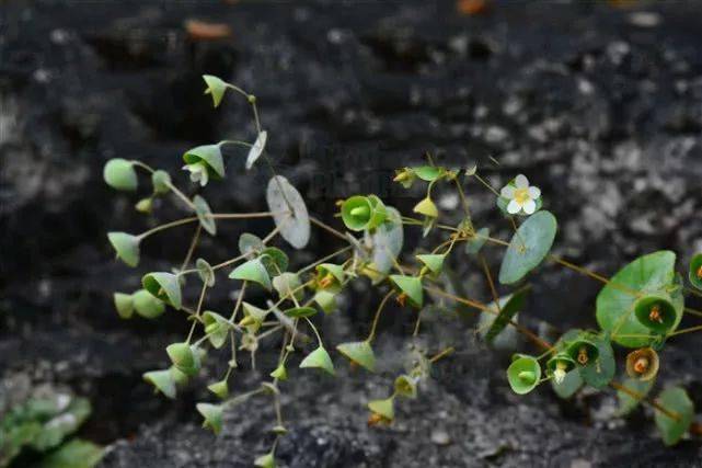 穿心草,见过吗?清热解毒,活血止痛,能治肺热咳嗽,黄疸型肝炎