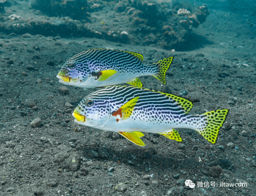 物种图册条纹胡椒鲷