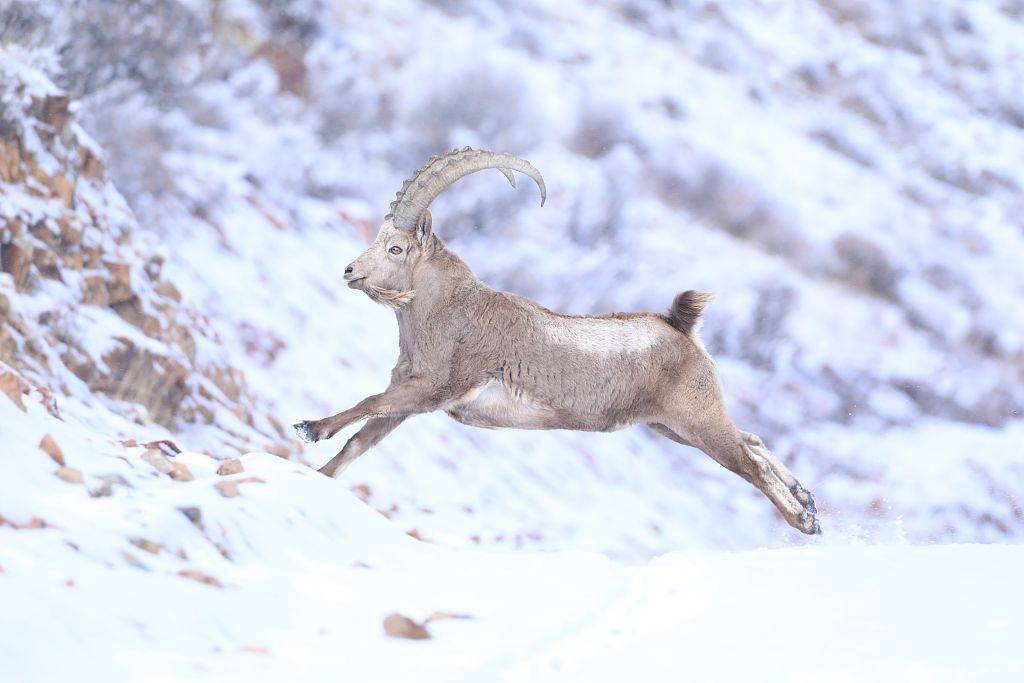 新疆博州:北山羊在陡峭山上奔跑