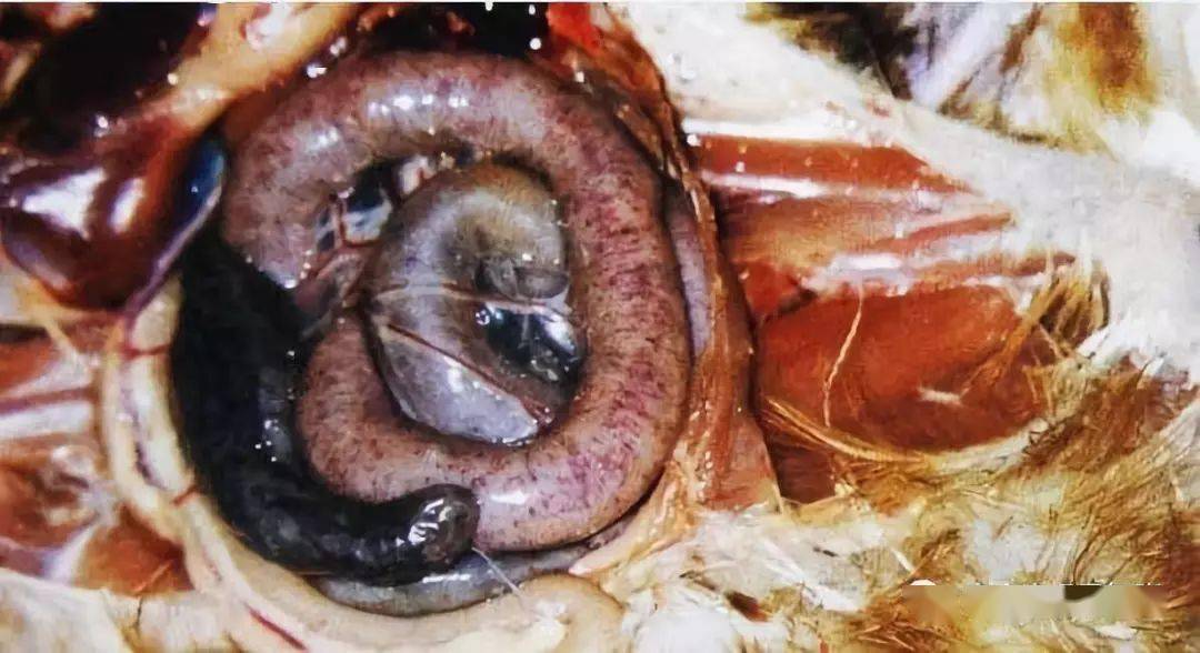 鸡球虫病为什么总是反反复复?教你一招彻底治愈