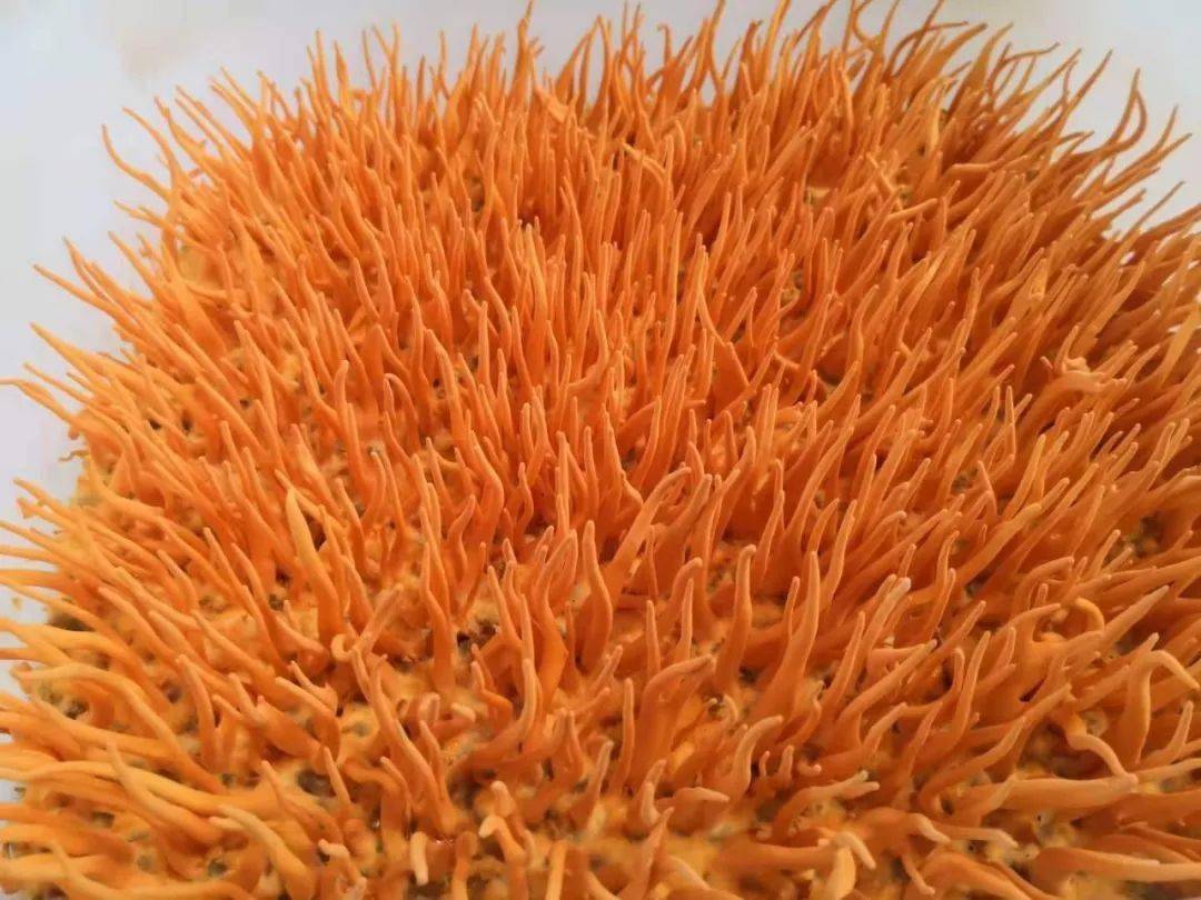 美丽晋宁耗子山上长出了虫草花