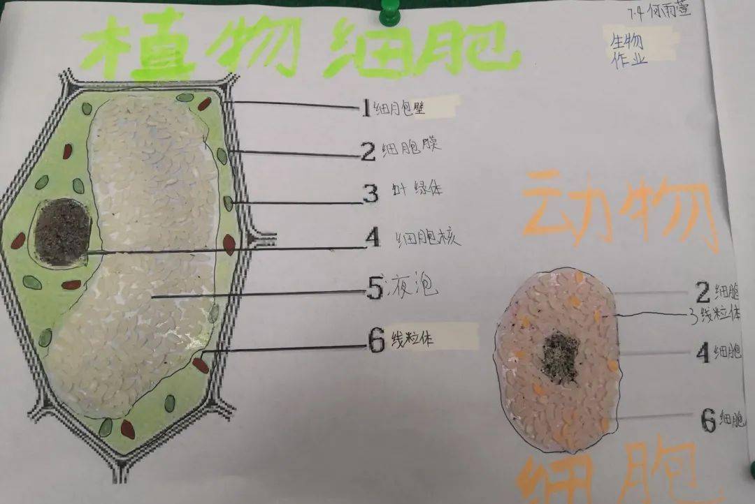 手塑物之细,笔绘微末胞——记天津一中七年级动植物细胞模型制作实践