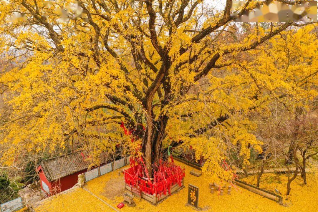 山东千年银杏树图片