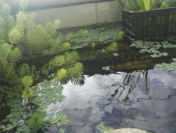 龟友的阳台龟池养龟环境真好看来也要建一个