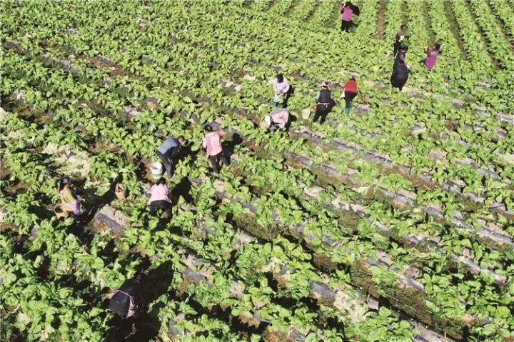 太平村的800亩青菜头已经收割了300亩,都是通过订单直接销往涪陵榨菜