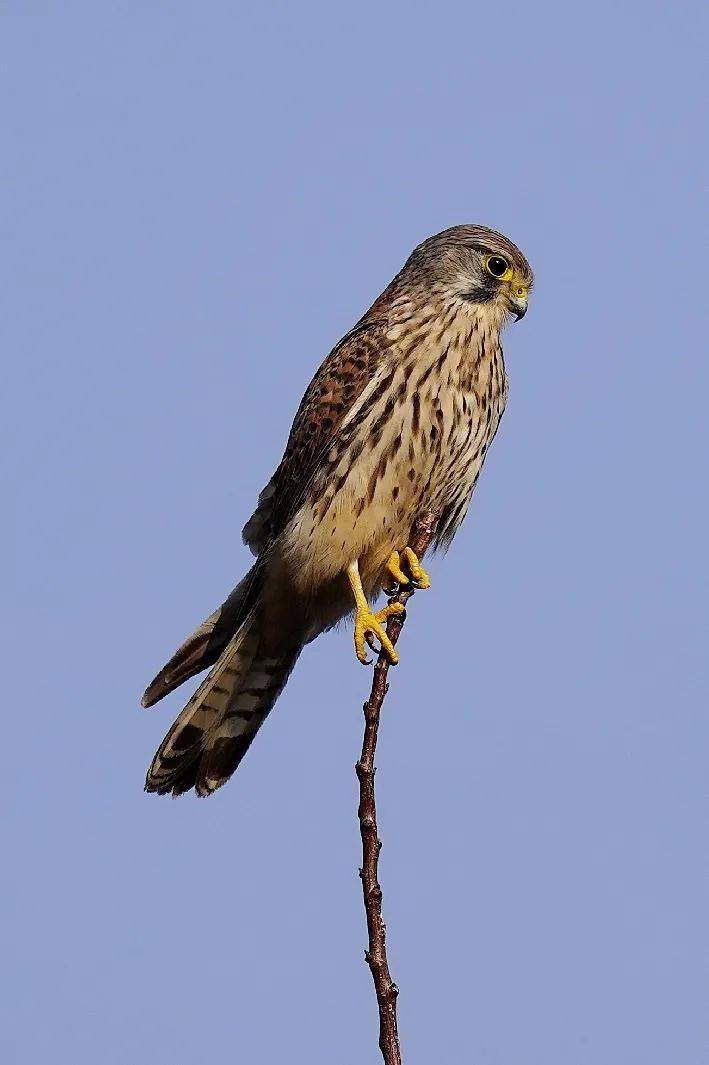 第715期河南摄影网影友作品选