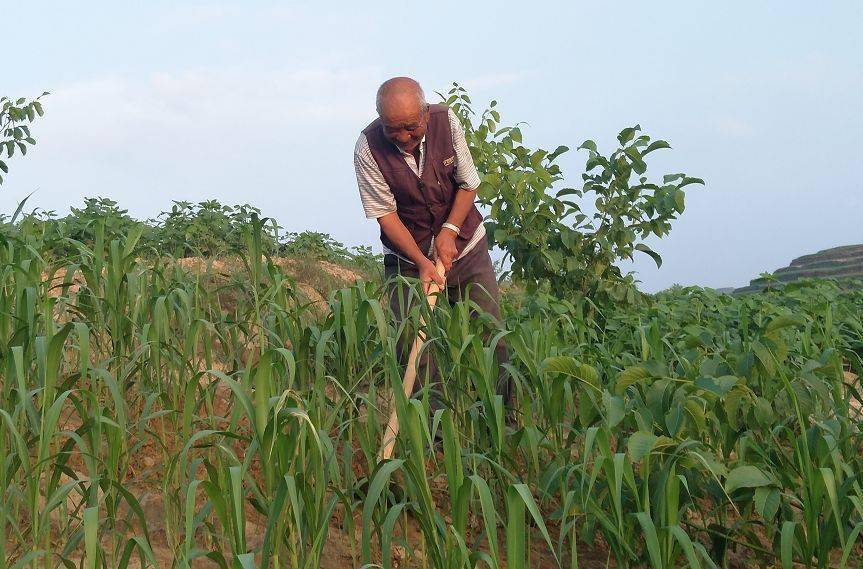 6 月份大爷顶着烈日除草7 月雨季靠天吃饭旱地种植的米脂小米就靠这个