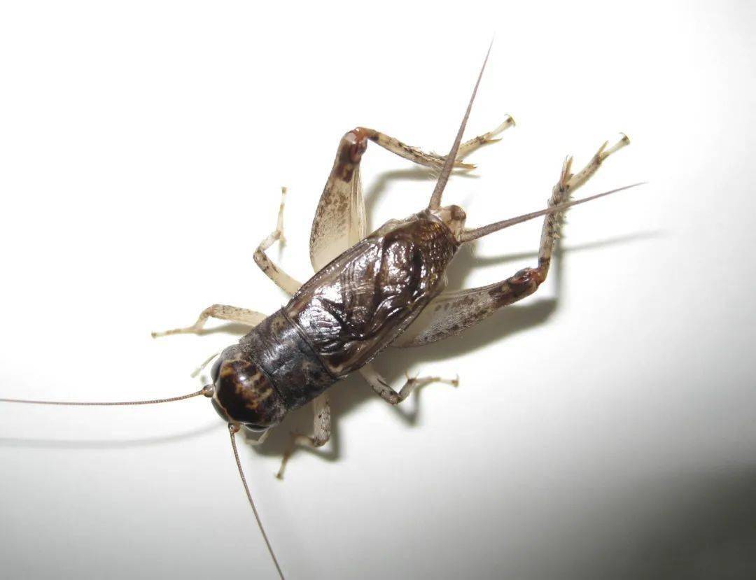 宁阳淡色青黄与宁阳宫村虎头翅