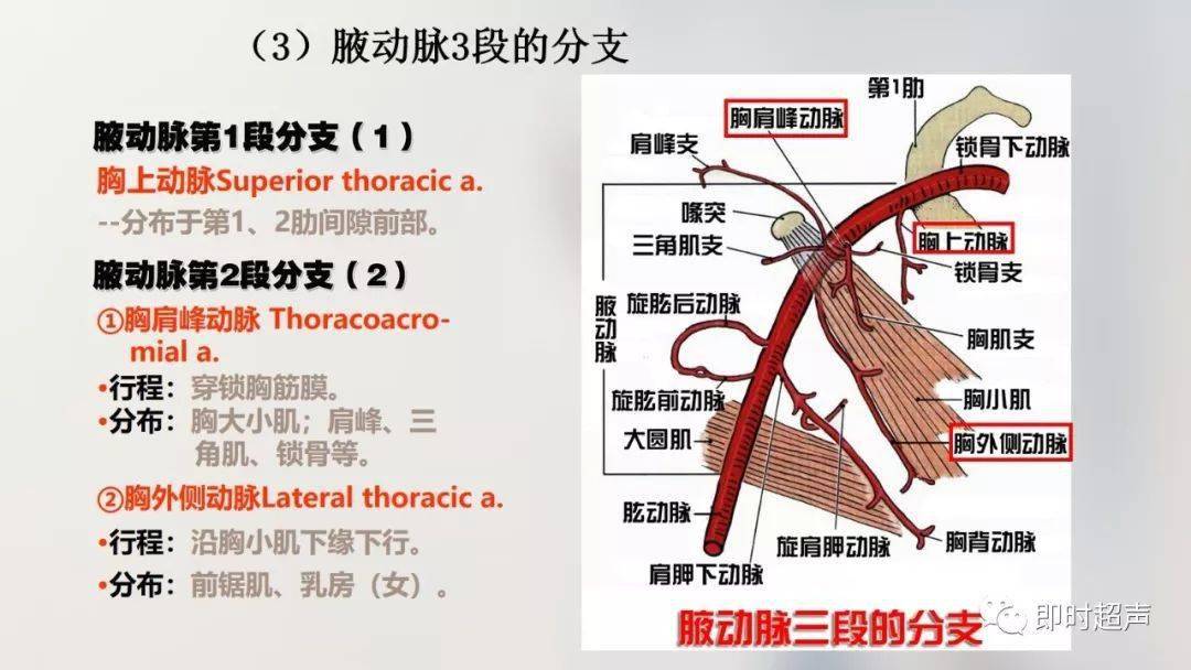 經典珍藏版70張超詳細上肢解剖圖示註解