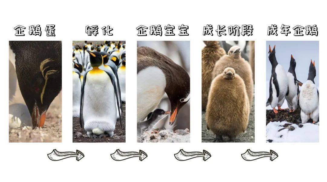 比如,讲企鹅的生命之旅.