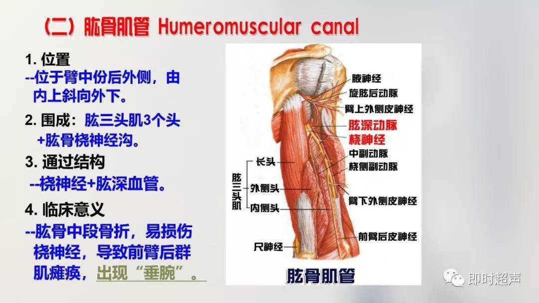 經典珍藏版70張超詳細上肢解剖圖示註解