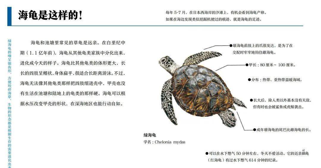 海龟种类名称及图片图片