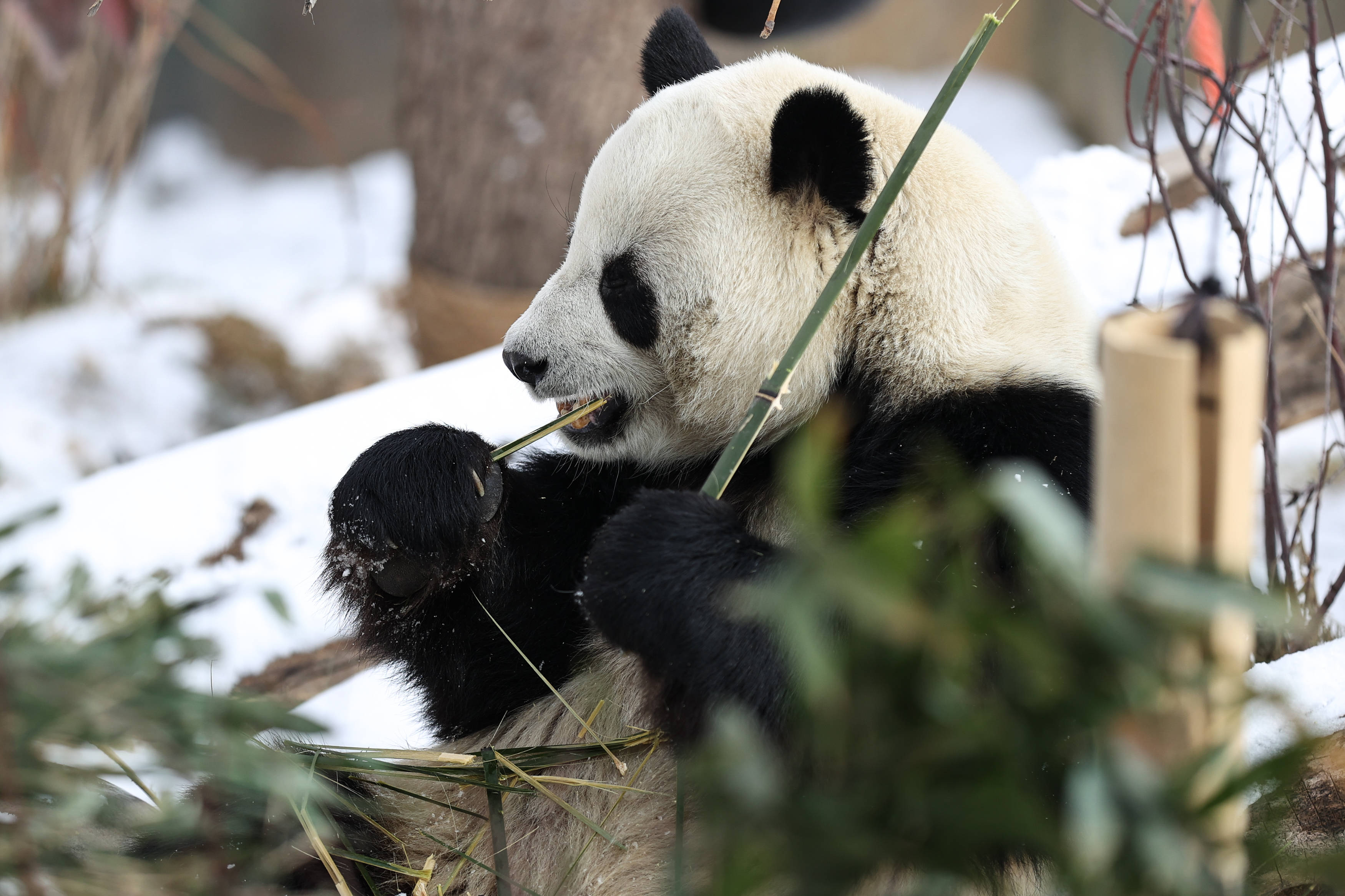 大熊猫下雪图片