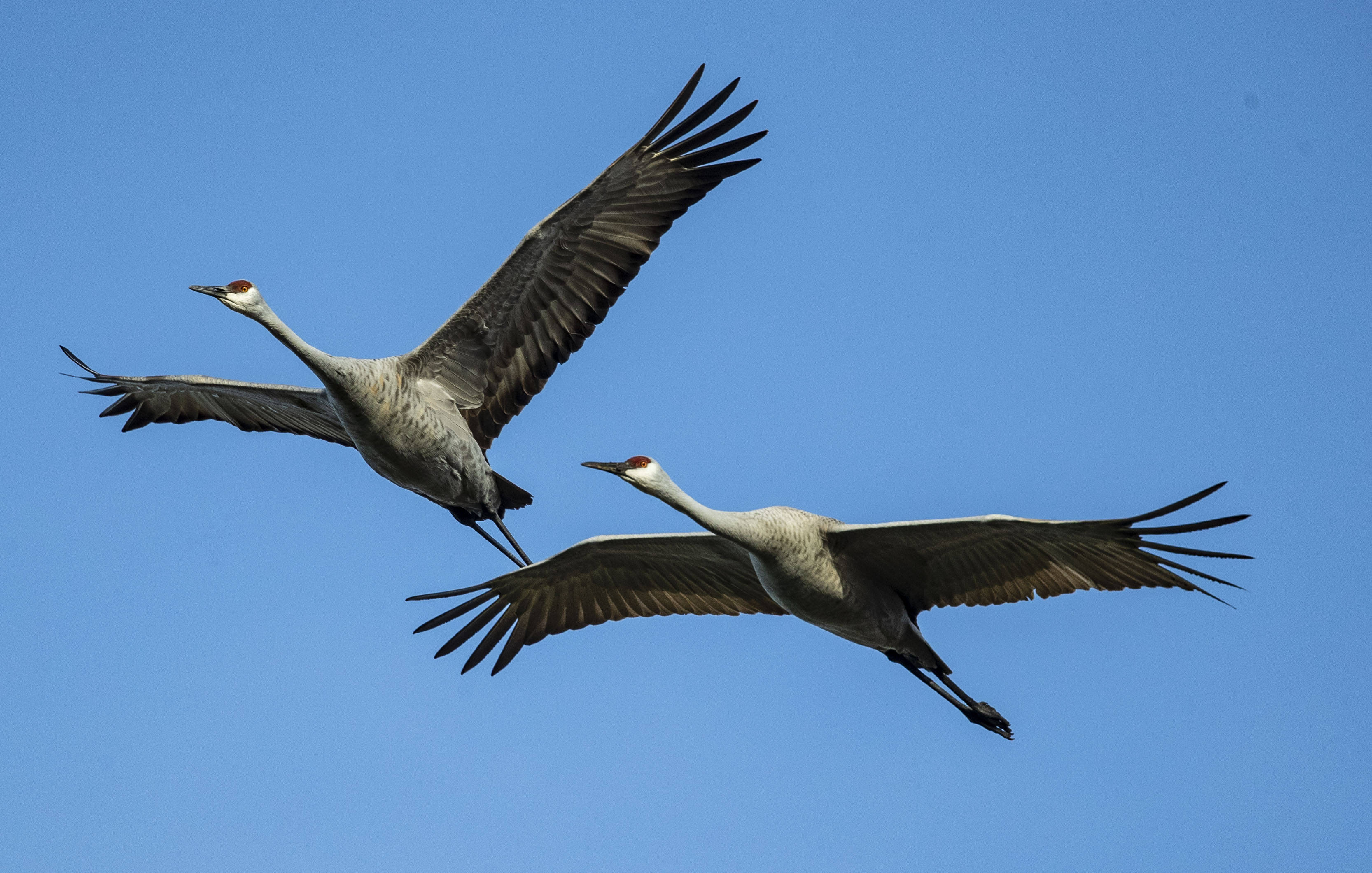 美国印第安纳沙丘鹤成为冬季风景