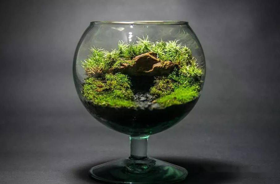 苔藓玻璃瓶微景观作品欣赏