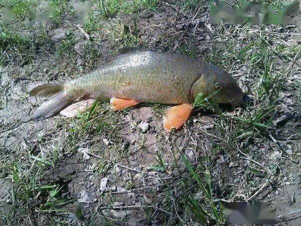 仅分布于云南星云湖,杞麓湖等.
