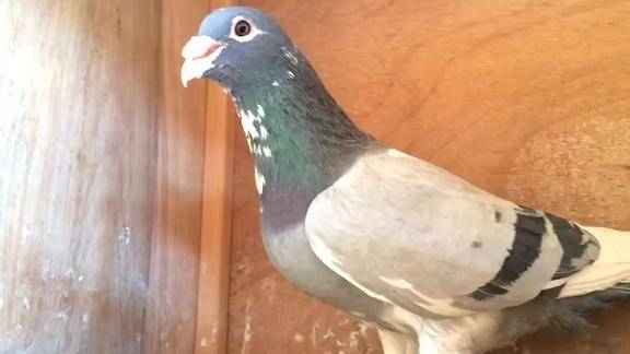 纯花头西翁赛鸽,远程大体种信鸽!