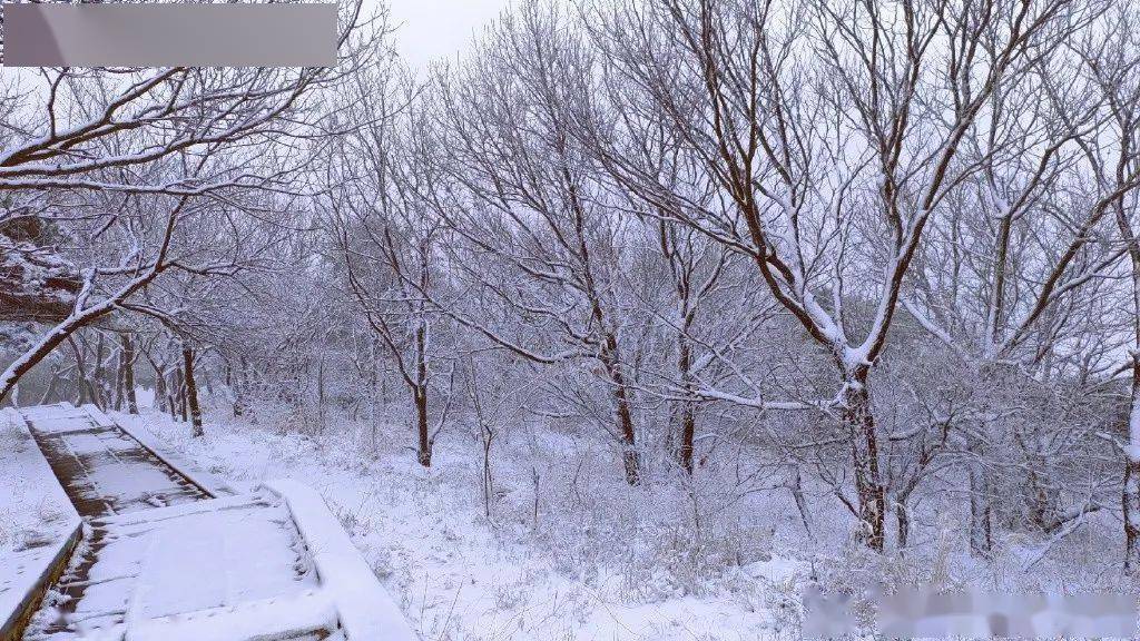 下雪了河南这些地方美成仙境