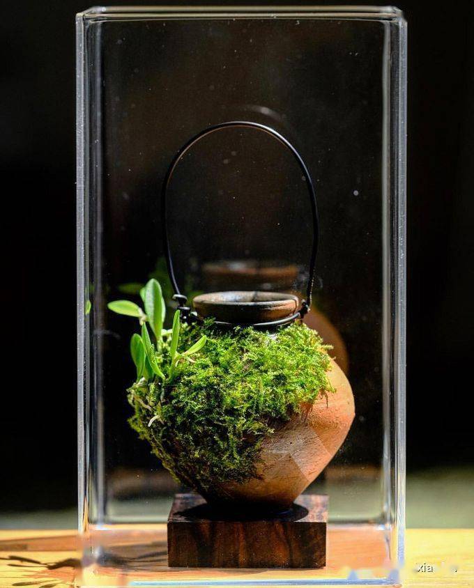 苔藓玻璃瓶微景观作品欣赏