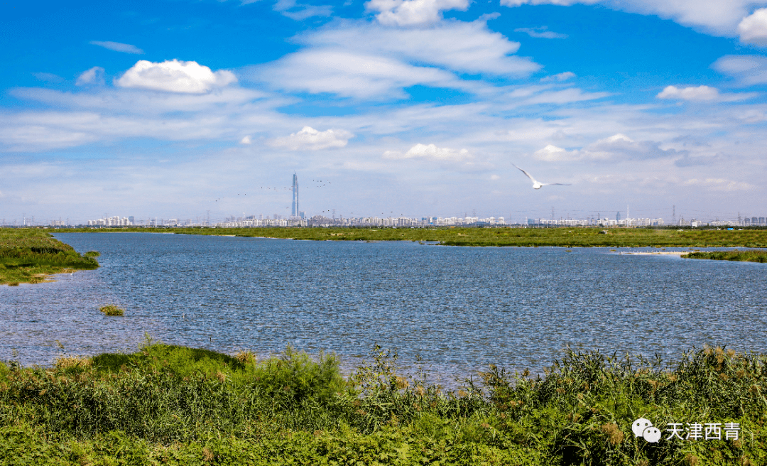 西青创文感谢有您西青区委区政府致全区人民的感谢信