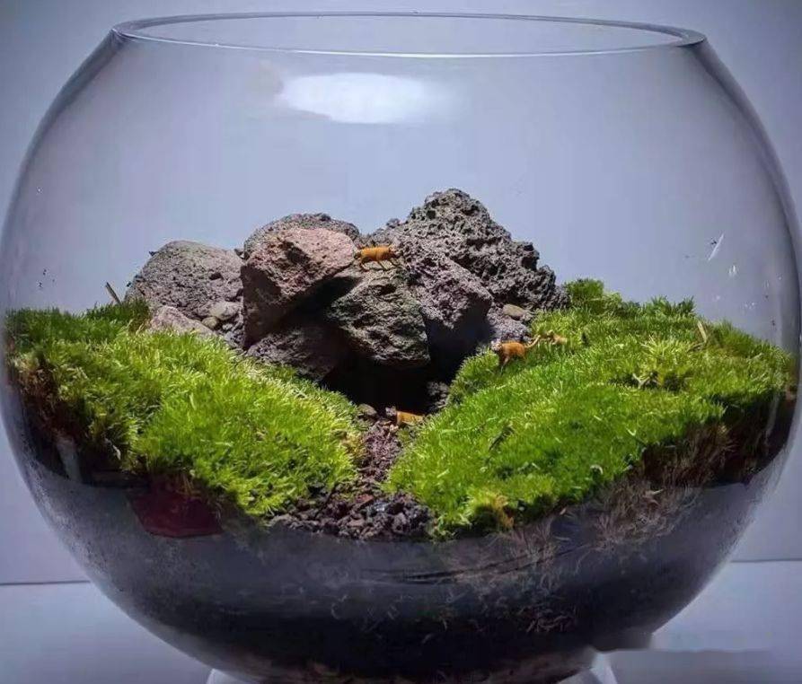 苔藓玻璃瓶微景观作品欣赏