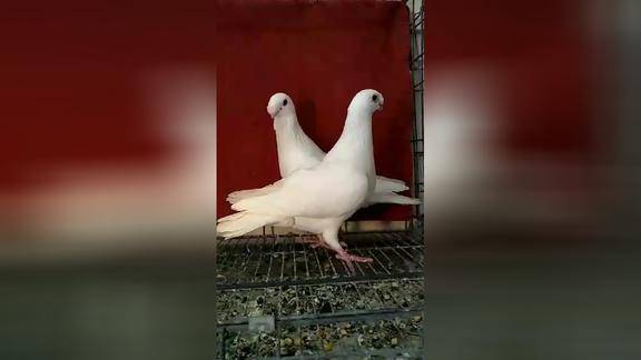 俄罗斯大马头信鸽大家看一下这鸽子咋样