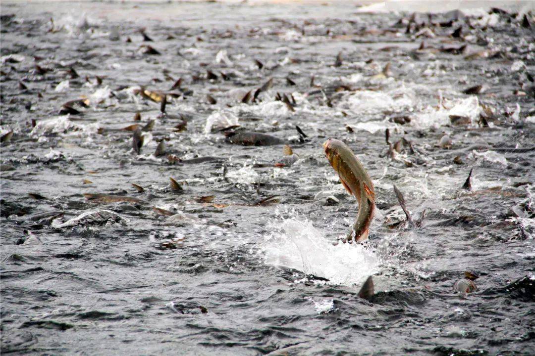 同時還規定,嚴禁使用探魚儀,魚槍,弓弩等手段釣魚射魚,嚴禁使用有毒有