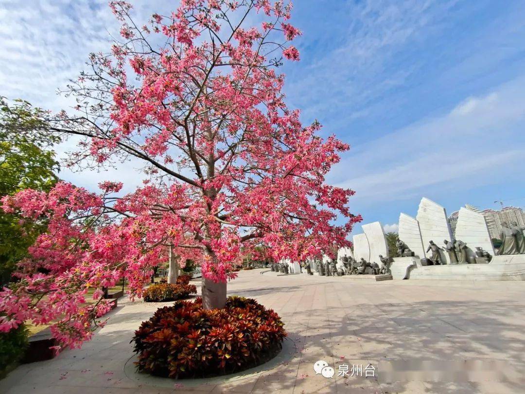 海丝艺术公园的樱花木棉已经开好了你来吗