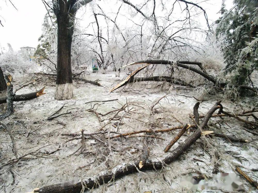 灾害性天气突如其来的冻雨虽然很美也是罕见的这对于东北人来说敦化"