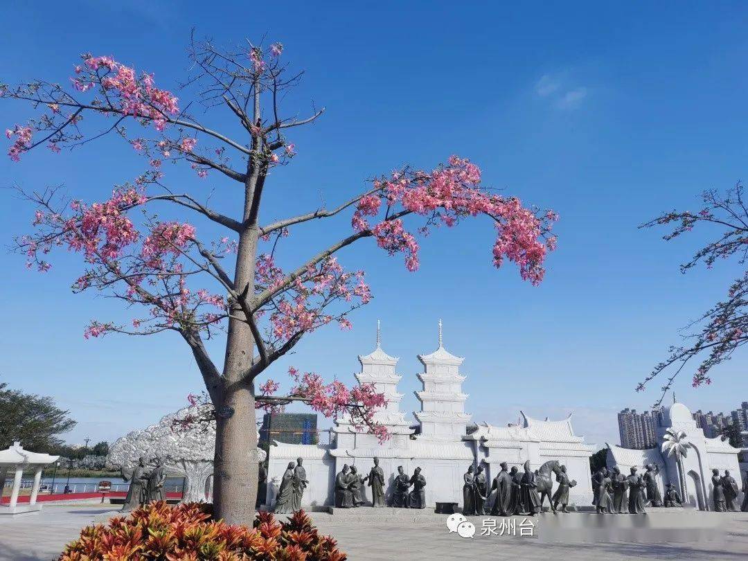 海丝艺术公园的樱花木棉已经开好了你来吗