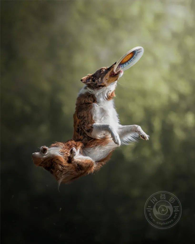 原创2020年ipa摄影奖获奖作品专业组特殊类