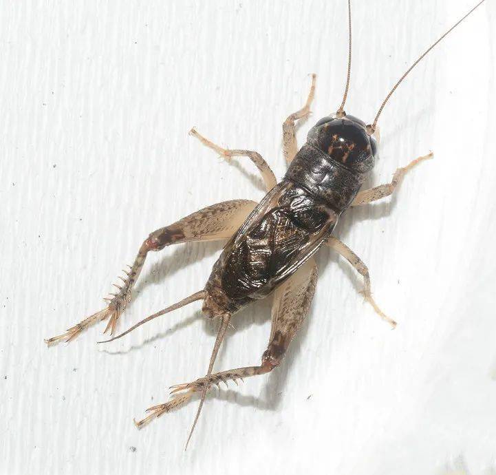 正青白牙(十路上峰毫发无损)