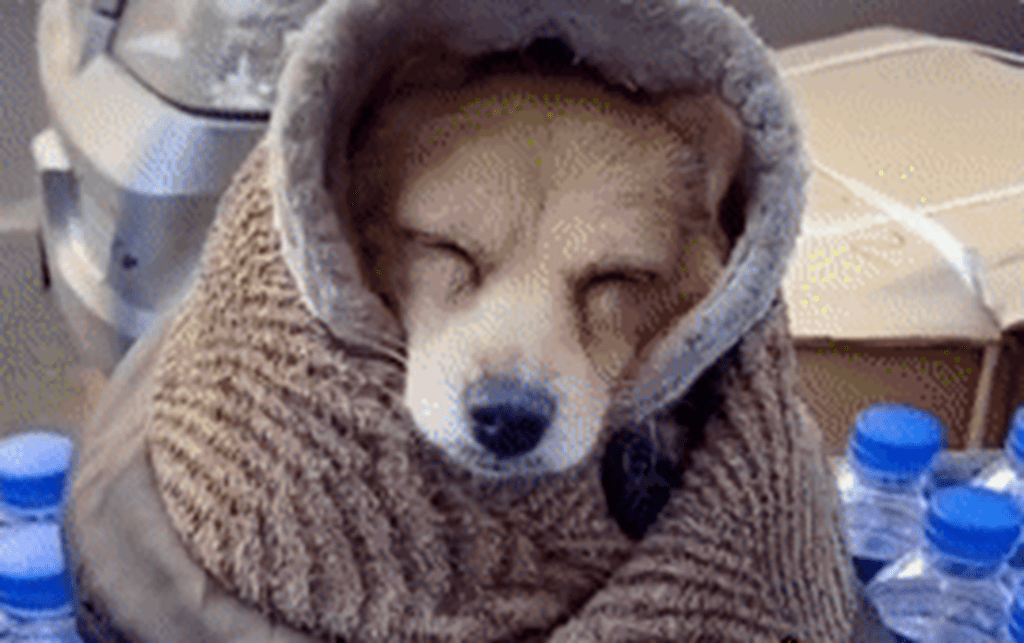 出门逛街时意外发现小摊老板冻成狗了