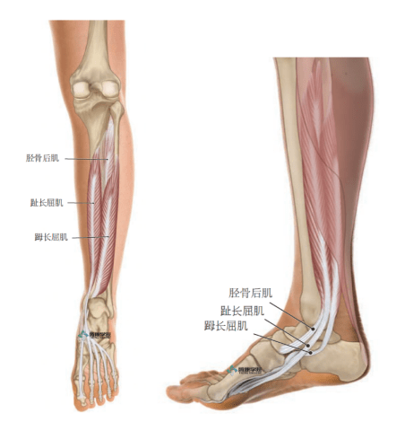 趾长屈肌腱在哪里图片
